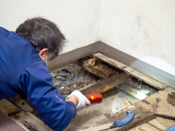 Best Mold Testing and Inspection Services in Richmond, MN