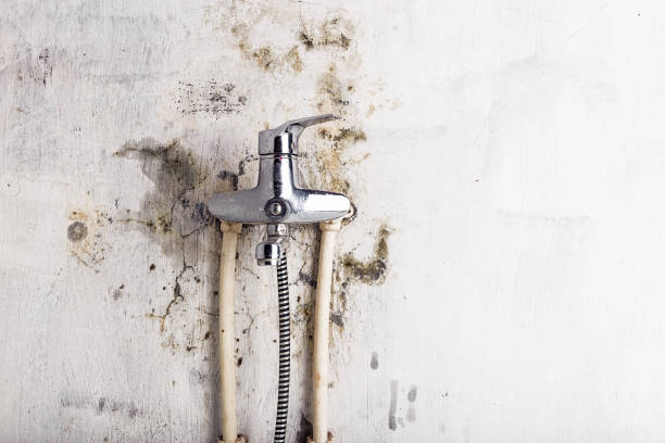 Best Health and Safety Mold Remediation in Richmond, MN
