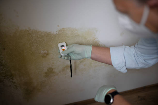 Best Post-Flood Mold Remediation in Richmond, MN