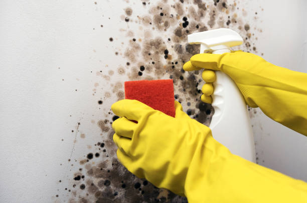 Best DIY Mold Remediation Support Services in Richmond, MN